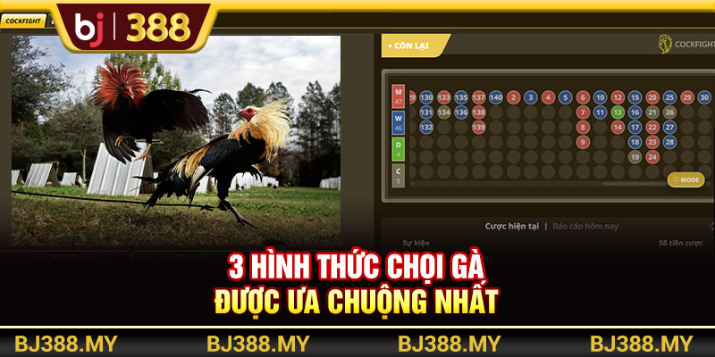 Sân Chơi Đá Gà BJ388 Cung Cấp 100+ Trận Đấu Mỗi Ngày 4 https://m-bj388.com 3 hình thức chọi gà được ưa chuộng nhất