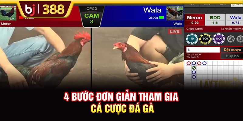 Đá Gà SV368 Livestream Full HD Hơn 500 Trận Đấu Mỗi Tuần 4 https://m-bj388.com 4 bước đơn giản tham gia cá cược đá gà