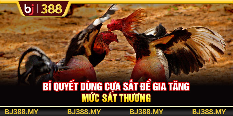 Các Chiến Thuật Đá Gà Hay Và Hiệu Quả Từ Chuyên Gia BJ388 3 https://m-bj388.com Bí quyết dùng cựa sắt để gia tăng mức sát thương