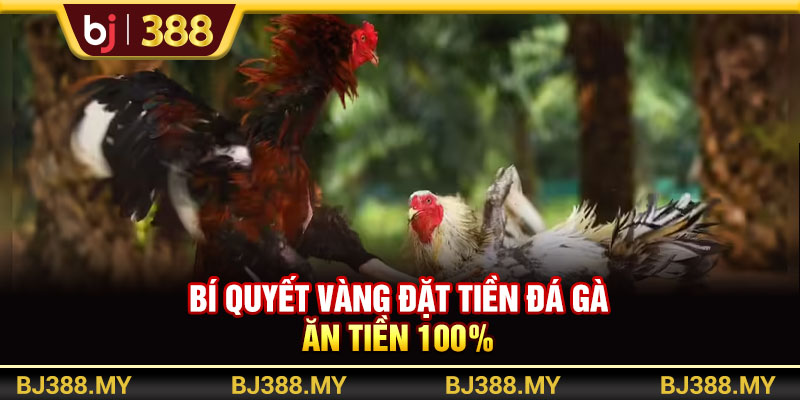 Đá Gà Hôm Nay BJ388 Và Bí Quyết Săn Thưởng Cực Đỉnh 4 https://m-bj388.com Bí quyết vàng đặt tiền đá gà ăn tiền 100%