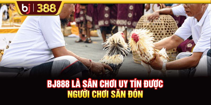 BJ888 Đặc Sắc Với Hàng Trăm Kèo Cược Đá Gà Mỗi Ngày 2 https://m-bj388.com BJ888 là sân chơi uy tín được người chơi săn đón