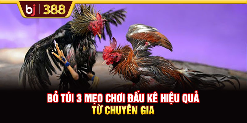 Nhà Cái Ga79 - Sân Chơi Đấu Kê Uy Tín Nhất Trên Thị Trường 4 https://m-bj388.com Bỏ túi 3 mẹo chơi đấu kê hiệu quả từ chuyên gia