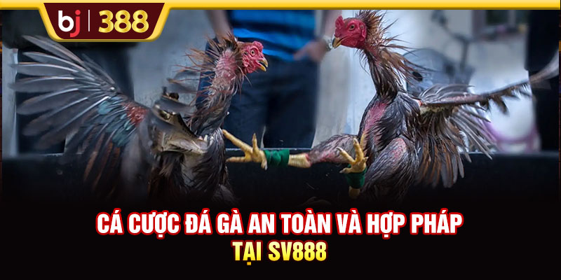 Nhà Cái SV888 Uy Tín Với Những Trận Đá Gà Đẳng Cấp 3 https://m-bj388.com Cá cược đá gà an toàn và hợp pháp tại SV888