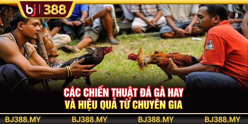Các Chiến Thuật Đá Gà Hay Và Hiệu Quả Từ Chuyên Gia BJ388 1 https://m-bj388.com Các Chiến Thuật Đá Gà Hay Và Hiệu Quả Từ Chuyên Gia BJ388