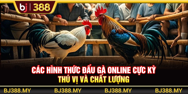 Trải Nghiệm Đá Gà Online BJ388 Đỉnh Cao Và Đầy Tiện Lợi 3 https://m-bj388.com Các hình thức đấu gà online cực kỳ thú vị và chất lượng