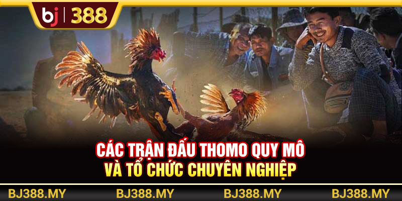 Đá Gà Trực Tiếp Và Bí Quyết Thắng Lớn Tại BJ388 3 https://m-bj388.com Các trận đấu Thomo quy mô và tổ chức chuyên nghiệp
