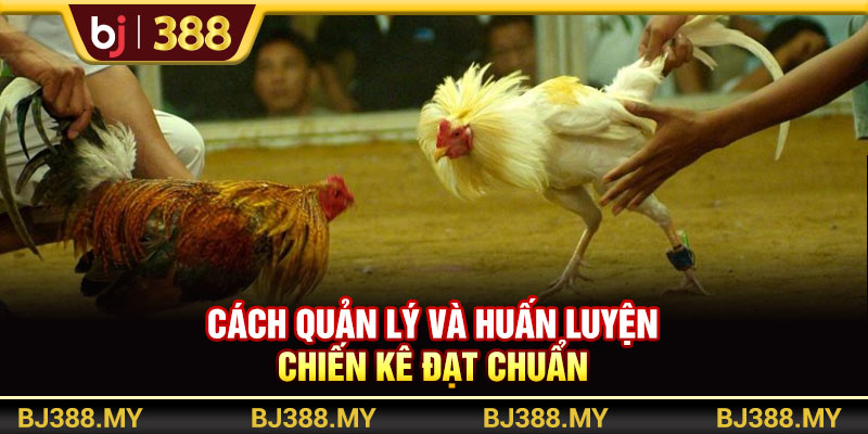 BJ388 - Hướng Dẫn Nuôi Gà Đá Sung Mãn, Khỏe Mạnh Và Đạt Chuẩn 4 https://m-bj388.com Cách quản lý và huấn luyện chiến kê đạt chuẩn
