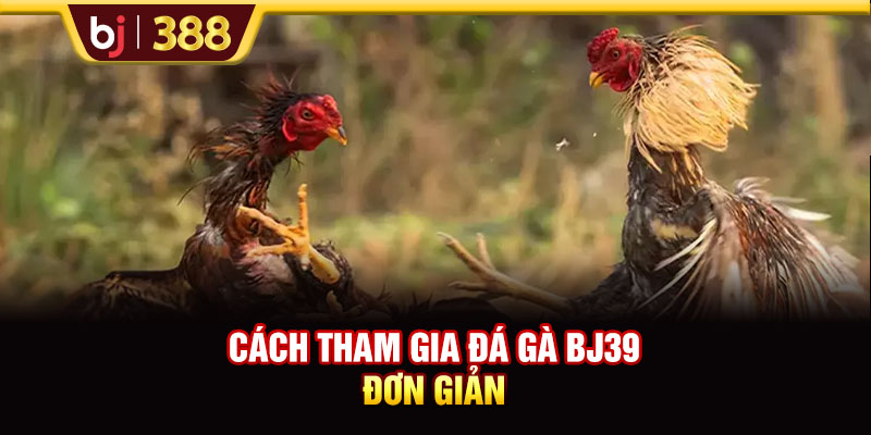 BJ39 Hấp Dẫn, Xanh Chín Với Hơn 200+ Trận Đấu Đá Gà 4 https://m-bj388.com Cách tham gia đá gà BJ39 đơn giản