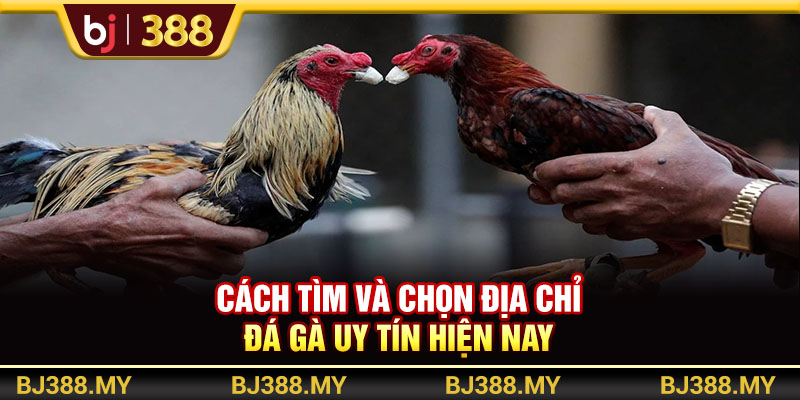 Link Đá Gà BJ388 Uy Tín Và Chất Lượng Top Đầu Thị Trường 4 https://m-bj388.com Cách tìm và chọn địa chỉ đá gà uy tín hiện nay