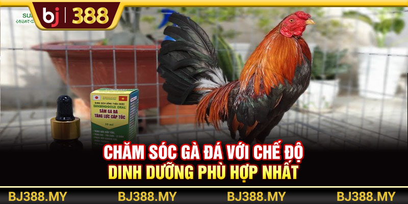 BJ388 - Chiến Thuật Chăm Sóc Gà Đá Khỏe Mạnh Và Bền Bỉ Nhất 2 https://m-bj388.com Chăm sóc gà đá với chế độ dinh dưỡng phù hợp nhất