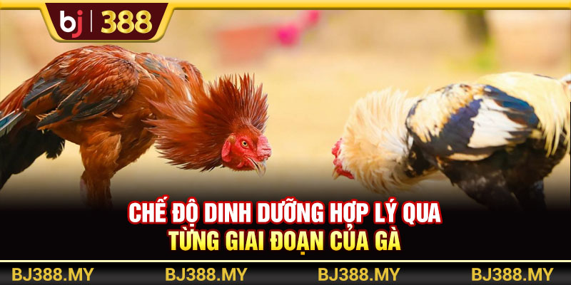 BJ388 - Hướng Dẫn Nuôi Gà Đá Sung Mãn, Khỏe Mạnh Và Đạt Chuẩn 3 https://m-bj388.com Chế độ dinh dưỡng chăm gà qua từng giai đoạn