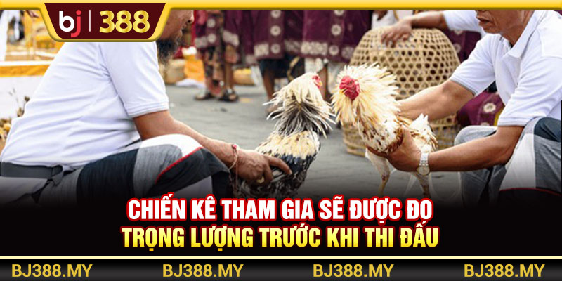 Khám Phá Đá Gà Campuchia BJ388 Với Trải Nghiệm Gay Cấn 3 https://m-bj388.com Chiến kê tham gia sẽ được đo trọng lượng trước khi thi đấu