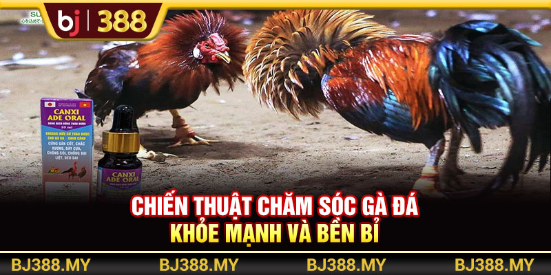 BJ388 - Chiến Thuật Chăm Sóc Gà Đá Khỏe Mạnh Và Bền Bỉ Nhất 1 https://m-bj388.com BJ388 - Chiến Thuật Chăm Sóc Gà Đá Khỏe Mạnh Và Bền Bỉ Nhất