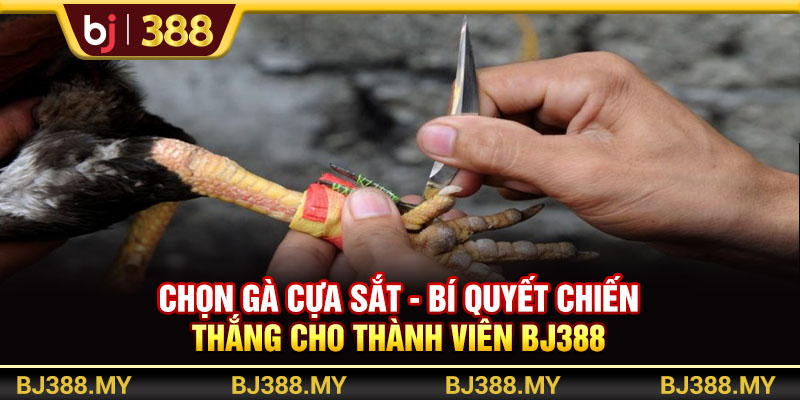 Chọn Gà Cựa Sắt BJ388 - Bí Quyết Chiến Thắng Cho Thành Viên 1 https://m-bj388.com Chọn Gà Cựa Sắt BJ388 - Bí Quyết Chiến Thắng Cho Thành Viên
