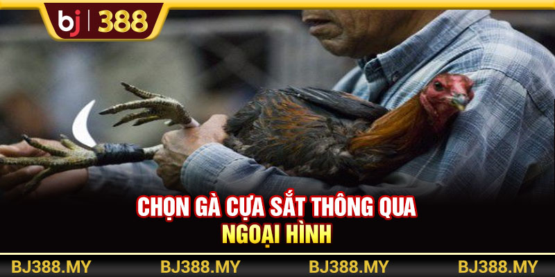 Chọn Gà Cựa Sắt BJ388 - Bí Quyết Chiến Thắng Cho Thành Viên 2 https://m-bj388.com Chọn gà cựa sắt thông qua ngoại hình