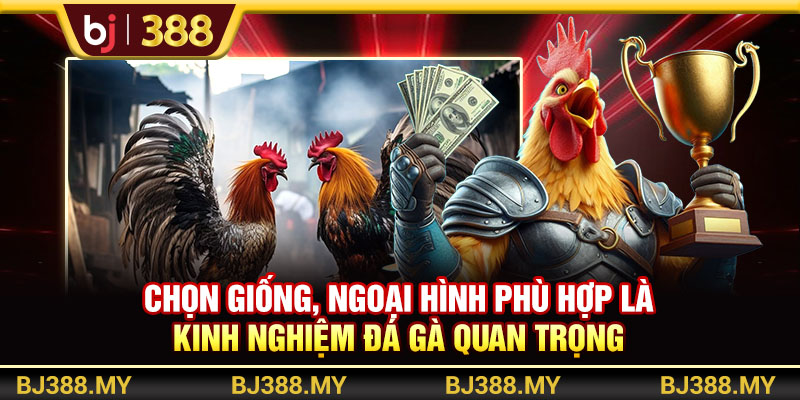 Kinh Nghiệm Đá Gà Chia Sẻ Chiến Thuật Hiệu Quả Từ BJ388 3 https://m-bj388.com Chọn giống, ngoại hình phù hợp là kinh nghiệm đá gà quan trọng