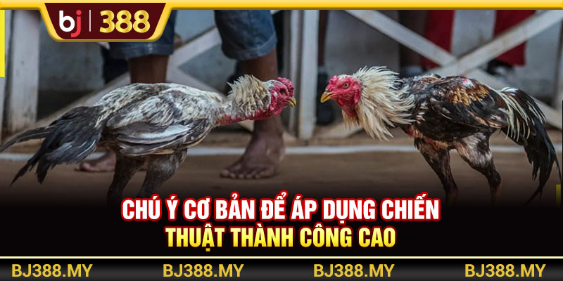 Các Chiến Thuật Đá Gà Hay Và Hiệu Quả Từ Chuyên Gia BJ388 4 https://m-bj388.com Chú ý cơ bản để áp dụng chiến thuật thành công cao