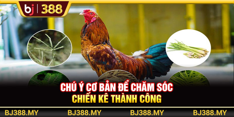 BJ388 - Chiến Thuật Chăm Sóc Gà Đá Khỏe Mạnh Và Bền Bỉ Nhất 4 https://m-bj388.com Chú ý cơ bản để chăm sóc chiến kê thành công
