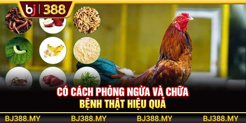 BJ388 - Chiến Thuật Chăm Sóc Gà Đá Khỏe Mạnh Và Bền Bỉ Nhất 3 https://m-bj388.com Có cách phòng ngừa và chữa bệnh thật hiệu quả