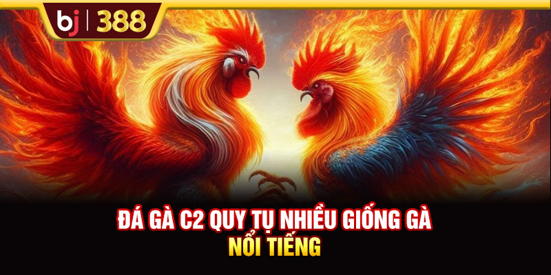 Trực Tiếp Đá Gà C2 Với Các Trận Đấu Thu Hút Và Kịch Tính 4 https://m-bj388.com Đá gà C2 quy tụ nhiều giống gà nổi tiếng