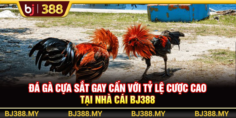 Đá Gà Cựa Sắt Gay Cấn Với Tỷ Lệ Cược Cao Tại Nhà Cái BJ388 1 https://m-bj388.com Đá Gà Cựa Sắt Gay Cấn Với Tỷ Lệ Cược Cao Tại Nhà Cái BJ388
