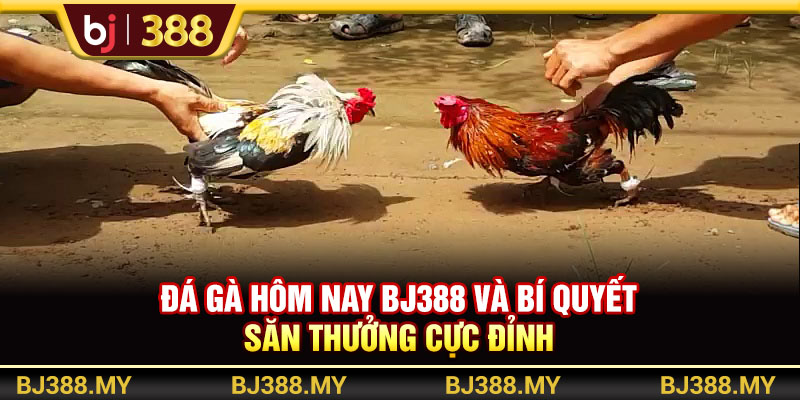 Đá Gà Hôm Nay BJ388 Và Bí Quyết Săn Thưởng Cực Đỉnh 1 https://m-bj388.com Đá Gà Hôm Nay BJ388 Và Bí Quyết Săn Thưởng Cực Đỉnh
