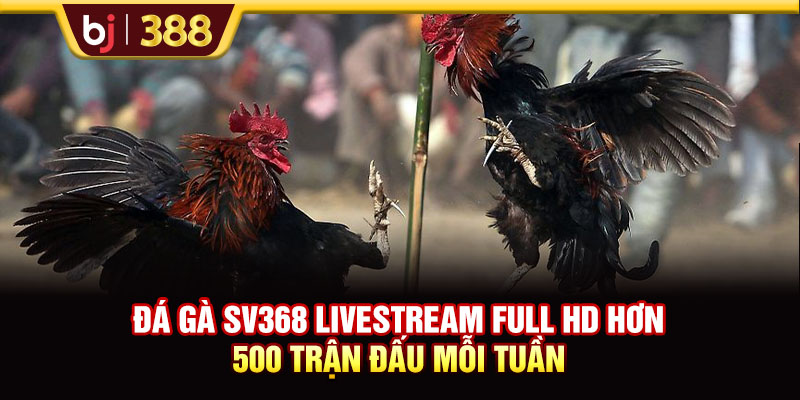 Đá Gà SV368 Livestream Full HD Hơn 500 Trận Đấu Mỗi Tuần 1 https://m-bj388.com Đá Gà SV368 Livestream Full HD Hơn 500 Trận Đấu Mỗi Tuần