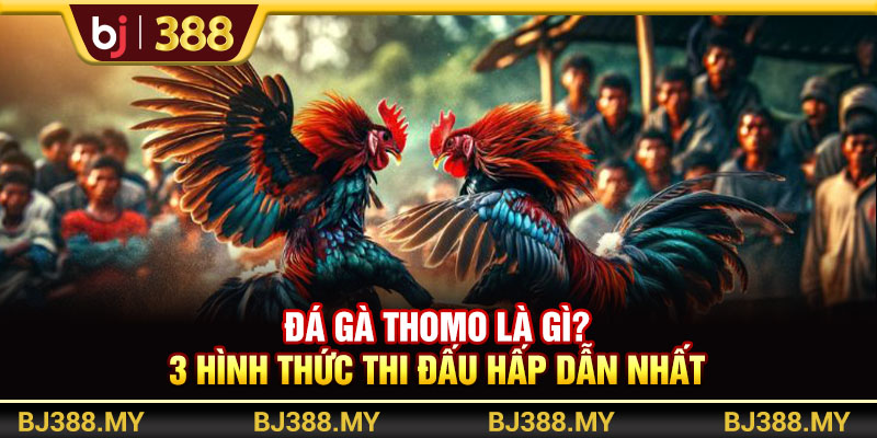 Đá Gà Thomo BJ388 Là Gì? 3 Hình Thức Thi Đấu Hấp Dẫn Nhất 1 https://m-bj388.com Đá Gà Thomo BJ388 Là Gì? 3 Hình Thức Thi Đấu Hấp Dẫn Nhất