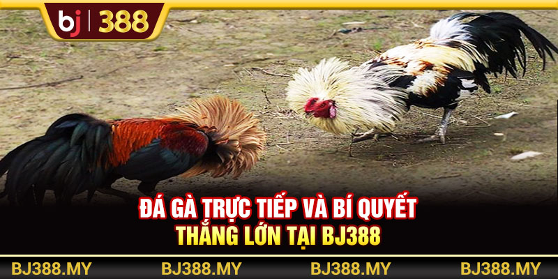 Đá Gà Trực Tiếp Và Bí Quyết Thắng Lớn Tại BJ388 1 https://m-bj388.com Đá Gà Trực Tiếp Và Bí Quyết Thắng Lớn Tại BJ388