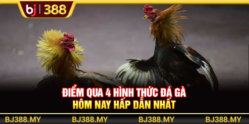 Đá Gà Hôm Nay BJ388 Và Bí Quyết Săn Thưởng Cực Đỉnh 3 https://m-bj388.com Điểm qua 4 hình thức đá gà hôm nay hấp dẫn nhất