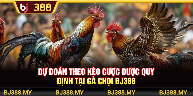 Gà Chọi BJ388 Xanh Chín Với Trận Đấu Hấp Dẫn, Thưởng Cao 4 https://m-bj388.com Dự đoán theo kèo cược được quy định tại gà chọi BJ388