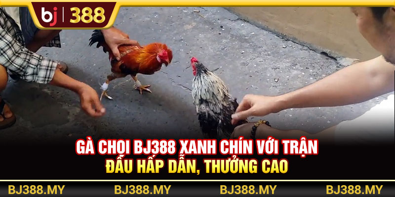 Gà Chọi BJ388 Xanh Chín Với Trận Đấu Hấp Dẫn, Thưởng Cao 1 https://m-bj388.com Gà Chọi BJ388 Xanh Chín Với Trận Đấu Hấp Dẫn, Thưởng Cao