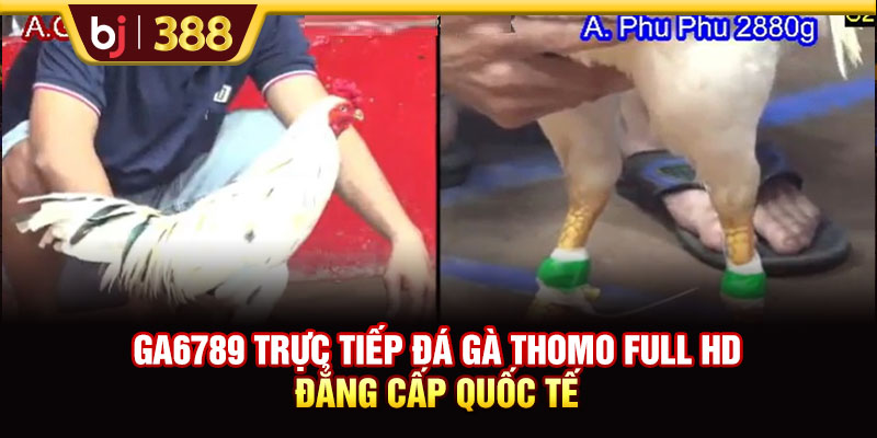 GA6789 Trực Tiếp Đá Gà Thomo Full HD Đẳng Cấp Quốc Tế 1 https://m-bj388.com GA6789 Trực Tiếp Đá Gà Thomo Full HD Đẳng Cấp Quốc Tế