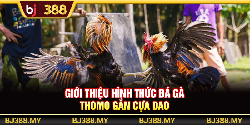 Đá Gà Thomo BJ388 Là Gì? 3 Hình Thức Thi Đấu Hấp Dẫn Nhất 4 https://m-bj388.com Giới thiệu hình thức thi đá gà Thomo