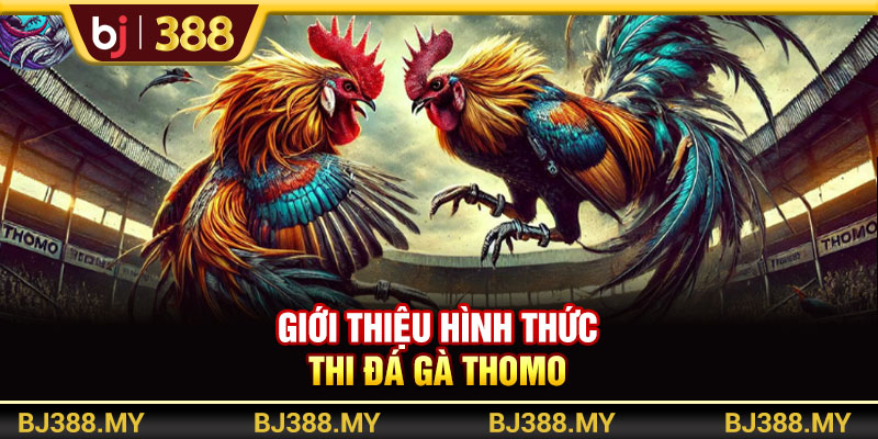 Đá Gà Thomo BJ388 Là Gì? 3 Hình Thức Thi Đấu Hấp Dẫn Nhất 2 https://m-bj388.com Giới thiệu hình thức đá gà Thomo gắn cựa dao