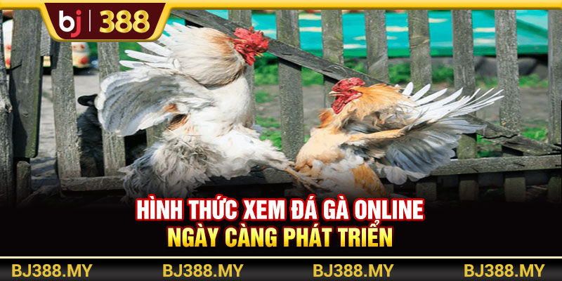 Link Đá Gà BJ388 Uy Tín Và Chất Lượng Top Đầu Thị Trường 2 https://m-bj388.com Hình thức xem đá gà online ngày càng phát triển