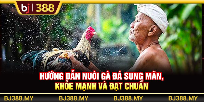 BJ388 - Hướng Dẫn Nuôi Gà Đá Sung Mãn, Khỏe Mạnh Và Đạt Chuẩn 1 https://m-bj388.com BJ388 - Hướng Dẫn Nuôi Gà Đá Sung Mãn, Khỏe Mạnh Và Đạt Chuẩn