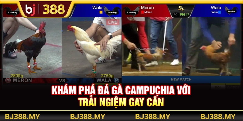 Khám Phá Đá Gà Campuchia BJ388 Với Trải Nghiệm Gay Cấn 1 https://m-bj388.com Khám Phá Đá Gà Campuchia BJ388 Với Trải Nghiệm Gay Cấn
