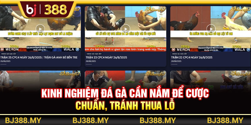 Kinh Nghiệm Đá Gà Chia Sẻ Chiến Thuật Hiệu Quả Từ BJ388 2 https://m-bj388.com Kinh nghiệm đá gà cần nắm để cược chuẩn, tránh thua lỗ