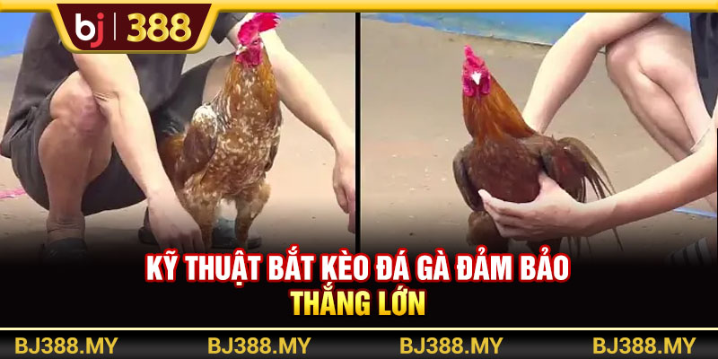 Đặt Cược BJ388 Trổ Tài Dự Đoán Chinh Phục Thưởng Lớn 3 https://m-bj388.com Kỹ thuật bắt kèo đá gà đảm bảo thắng lớn