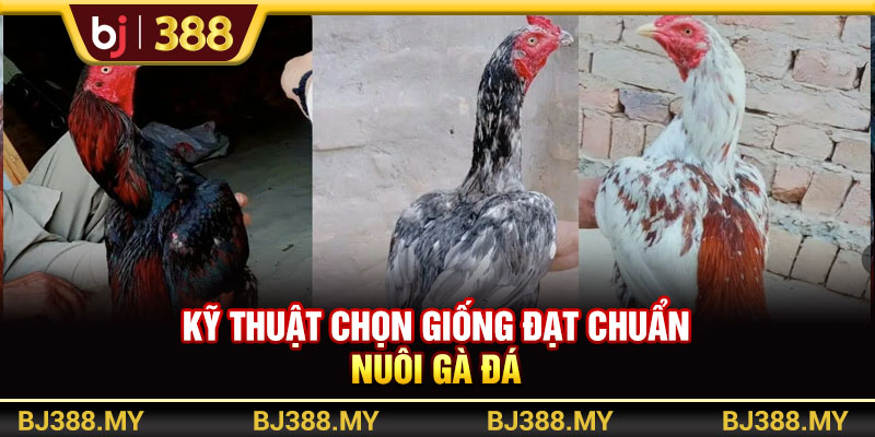 BJ388 - Hướng Dẫn Nuôi Gà Đá Sung Mãn, Khỏe Mạnh Và Đạt Chuẩn 2 https://m-bj388.com Kỹ thuật chọn giống đạt chuẩn nuôi gà đá