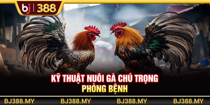 Kỹ Thuật Nuôi Gà Đá Khỏe Và Máu Chiến Trong Những Sới Đấu Tại BJ388 3 https://m-bj388.com Kỹ thuật nuôi gà chú trọng phòng bệnh