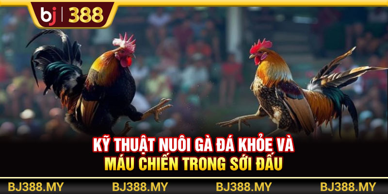 Kỹ Thuật Nuôi Gà Đá Khỏe Và Máu Chiến Trong Những Sới Đấu Tại BJ388 1 https://m-bj388.com Kỹ Thuật Nuôi Gà Đá Khỏe Và Máu Chiến Trong Những Sới Đấu Tại BJ388
