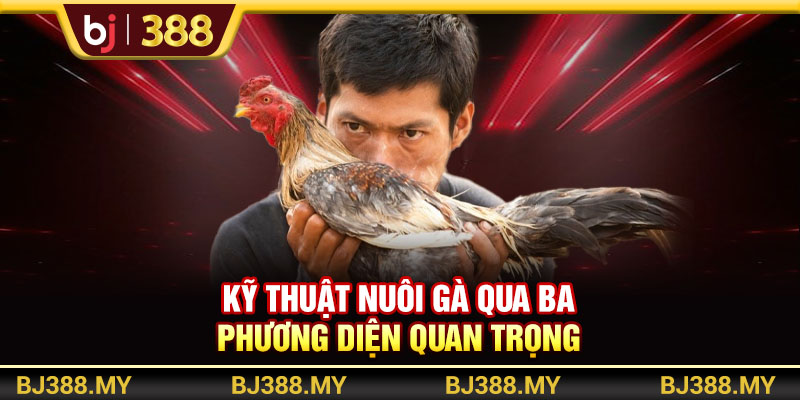 Kỹ Thuật Nuôi Gà Đá Khỏe Và Máu Chiến Trong Những Sới Đấu Tại BJ388 2 https://m-bj388.com Kỹ thuật nuôi gà qua ba phương diện quan trọng