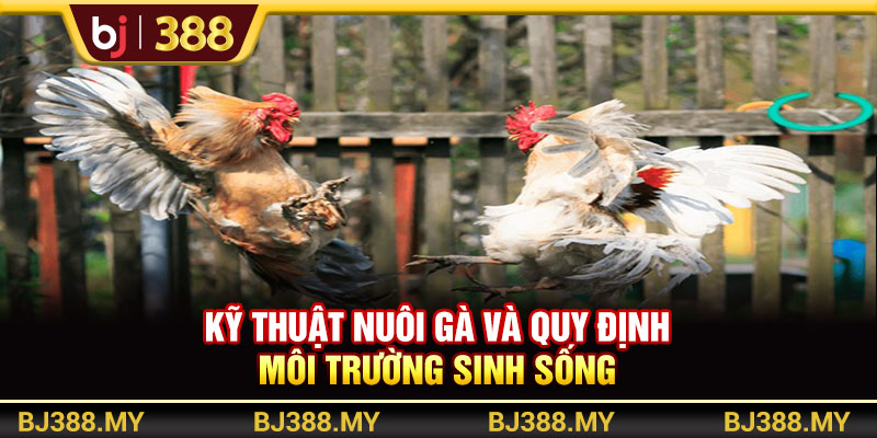 Kỹ Thuật Nuôi Gà Đá Khỏe Và Máu Chiến Trong Những Sới Đấu Tại BJ388 4 https://m-bj388.com Kỹ thuật nuôi gà và quy định môi trường sinh sống