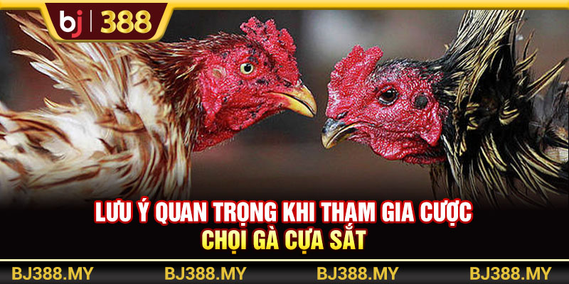 Đá Gà Cựa Sắt Gay Cấn Với Tỷ Lệ Cược Cao Tại Nhà Cái BJ388 4 https://m-bj388.com Lưu ý quan trọng khi tham gia cược chọi gà cựa sắt