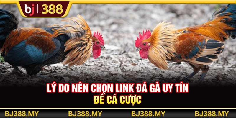 Link Đá Gà BJ388 Uy Tín Và Chất Lượng Top Đầu Thị Trường 3 https://m-bj388.com Lý do nên chọn link đá gà uy tín để cá cược