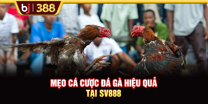 Nhà Cái SV888 Uy Tín Với Những Trận Đá Gà Đẳng Cấp 4 https://m-bj388.com Mẹo cá cược đá gà hiệu quả tại SV888