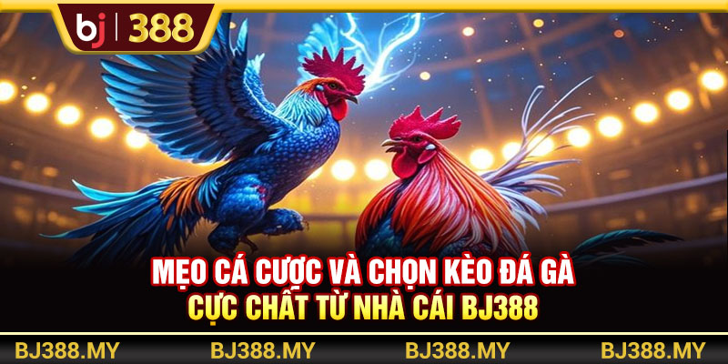 Mẹo Cá Cược Và Chọn Kèo Đá Gà Cực Chất Từ Nhà Cái BJ388 1 https://m-bj388.com Mẹo Cá Cược Và Chọn Kèo Đá Gà Cực Chất Từ Nhà Cái BJ388