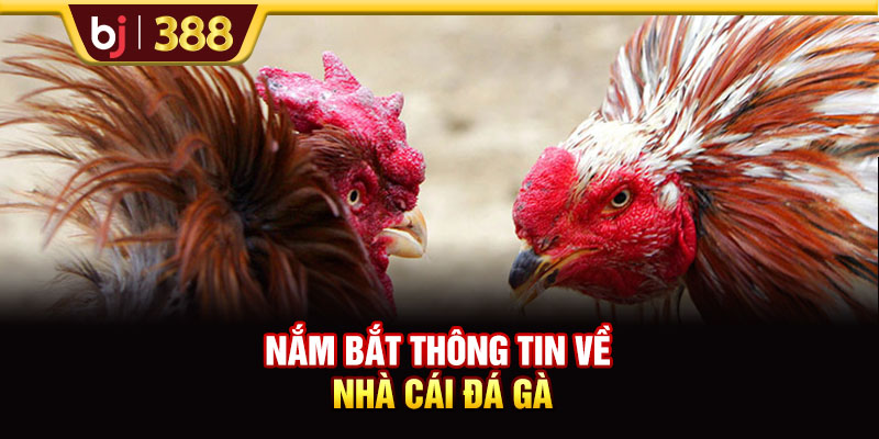 BJ39 Hấp Dẫn, Xanh Chín Với Hơn 200+ Trận Đấu Đá Gà 2 https://m-bj388.com Nắm bắt thông tin về nhà cái đá gà